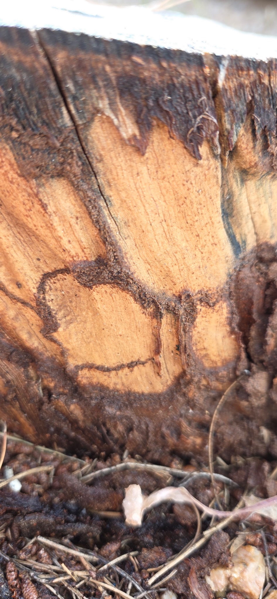 Termite Treatment